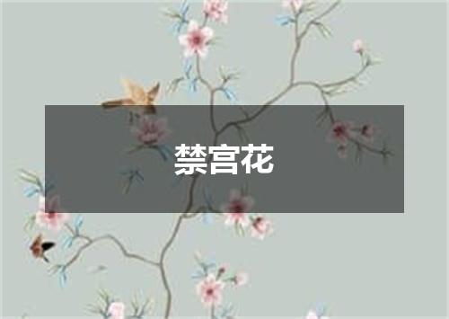 禁宫花