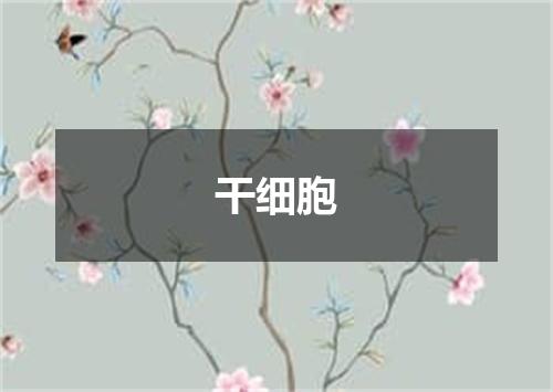 干细胞