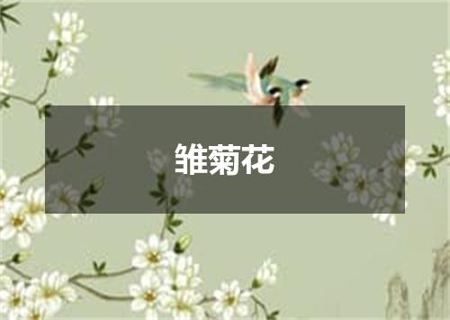 雏菊花