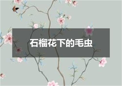 石榴花下的毛虫