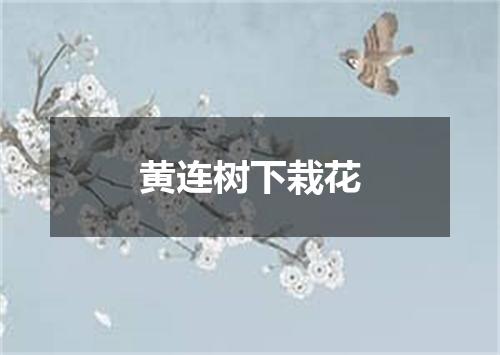 黄连树下栽花