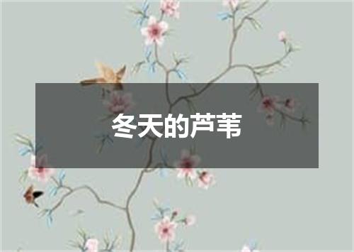 冬天的芦苇