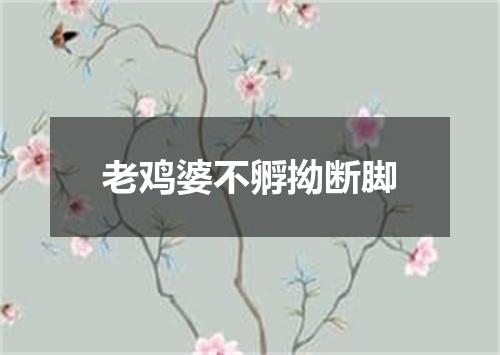 老鸡婆不孵拗断脚