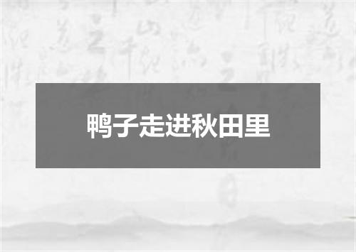 鸭子走进秋田里