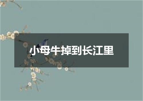 小母牛掉到长江里