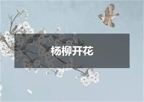 杨柳开花