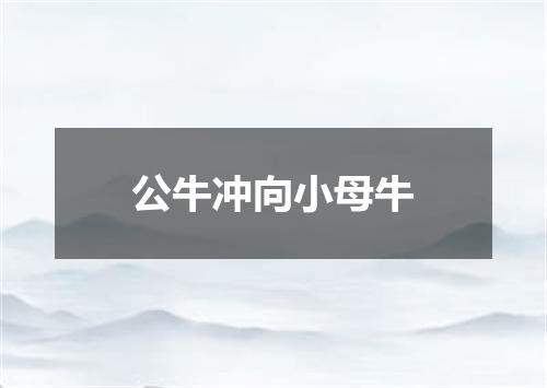 公牛冲向小母牛