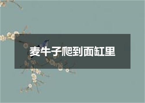 麦牛子爬到面缸里