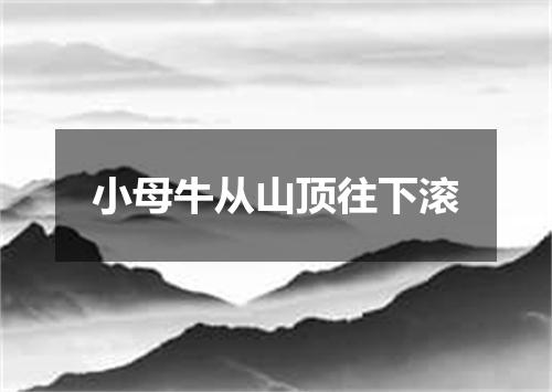 小母牛从山顶往下滚