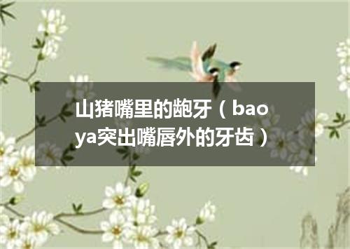 山猪嘴里的龅牙（bao ya突出嘴唇外的牙齿）