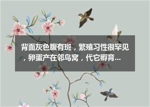 背面灰色腹有斑，繁殖习性很罕见，卵蛋产在邻鸟窝，代它孵育自消遣。（打一动物）