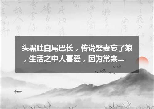 头黑肚白尾巴长，传说娶妻忘了娘，生活之中人喜爱，因为常来报吉祥。（打一动物）