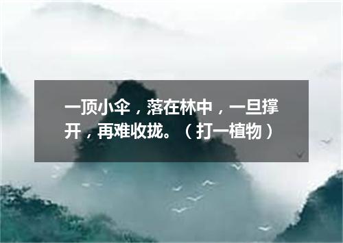 一顶小伞，落在林中，一旦撑开，再难收拢。（打一植物）