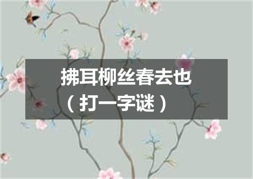 拂耳柳丝春去也（打一字谜）