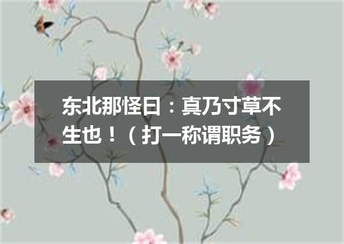 东北那怪曰：真乃寸草不生也！（打一称谓职务）