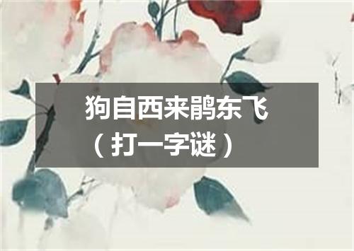 狗自西来鹃东飞（打一字谜）