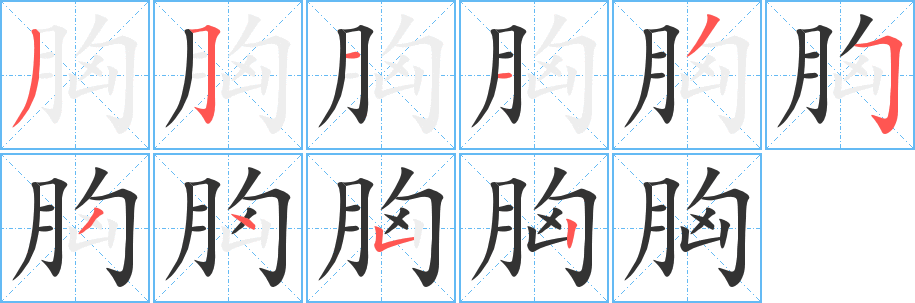 胸的笔画顺序字笔顺的正确写法图