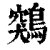 鶟(印刷字体·清·康熙字典)